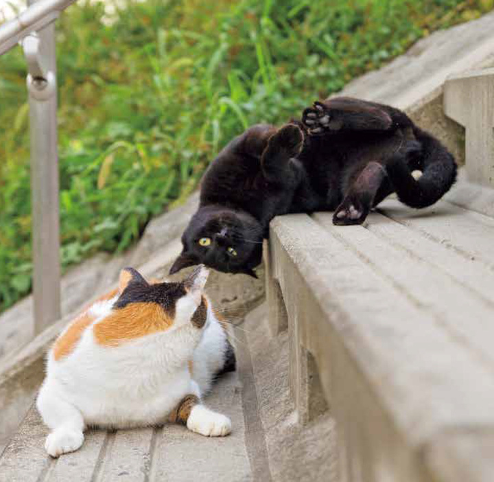 ケンカでイキりすぎた黒猫