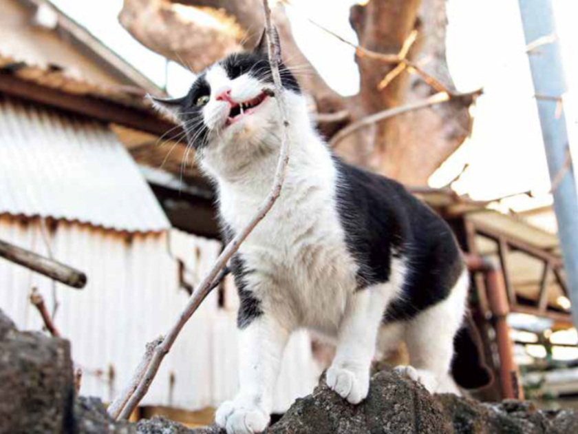 【重版決定】思わずニヤけてしまう猫の写真集『イキってるネコ』