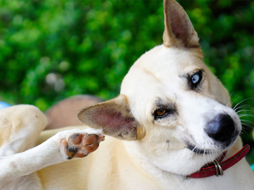 犬が耳を掻く仕草は炎症のサイン 夏の湿気と外耳炎に注意