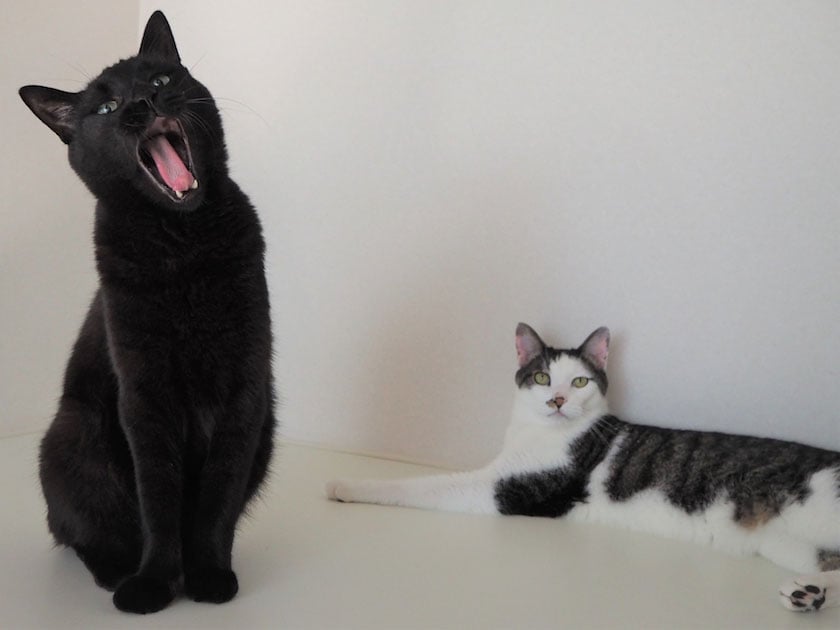 猫愛炸裂の「猫ラッパー」ネトフリの猫ドキュメンタリーが熱い