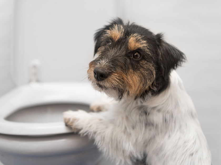 犬のしつけの基本とトイレトレーニング【ペット相談室】