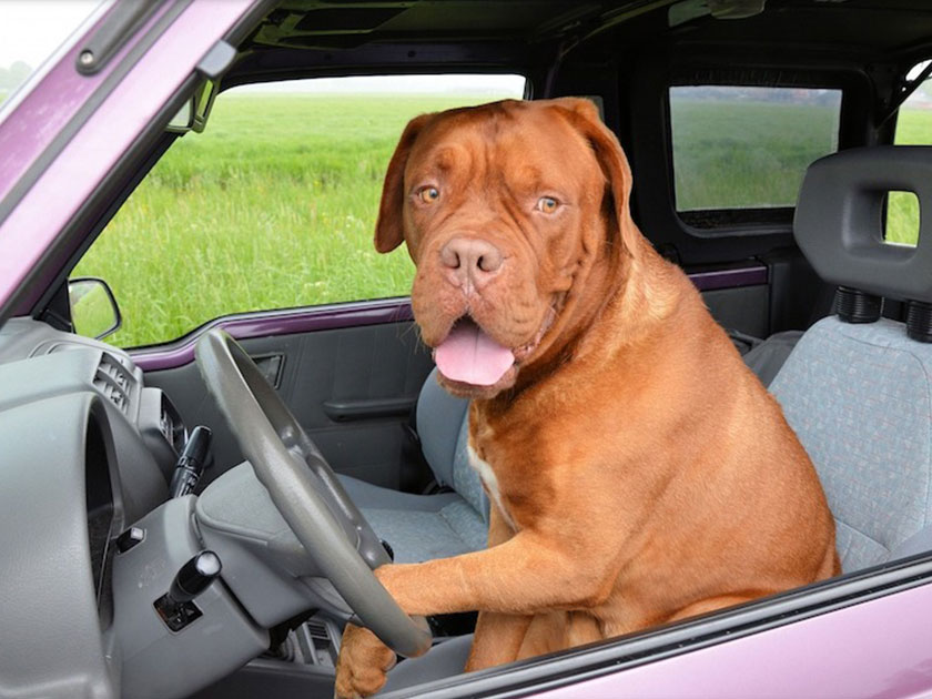 愛犬とドライブが似合う男性芸能人