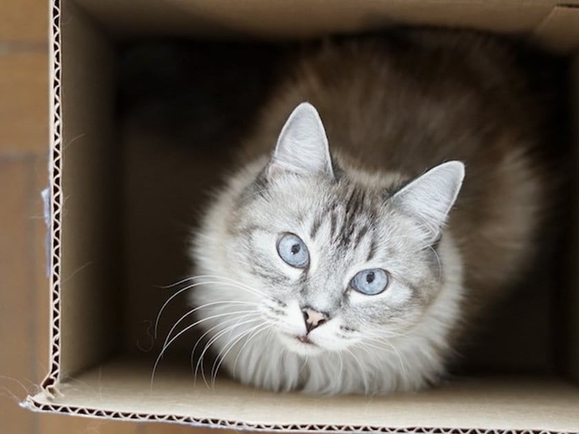 猫はなぜ空き箱に入りたがるのか！？