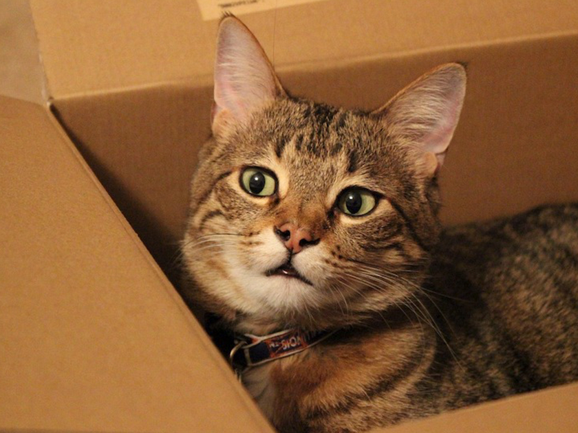 猫はどうして空き箱が大好きなのか