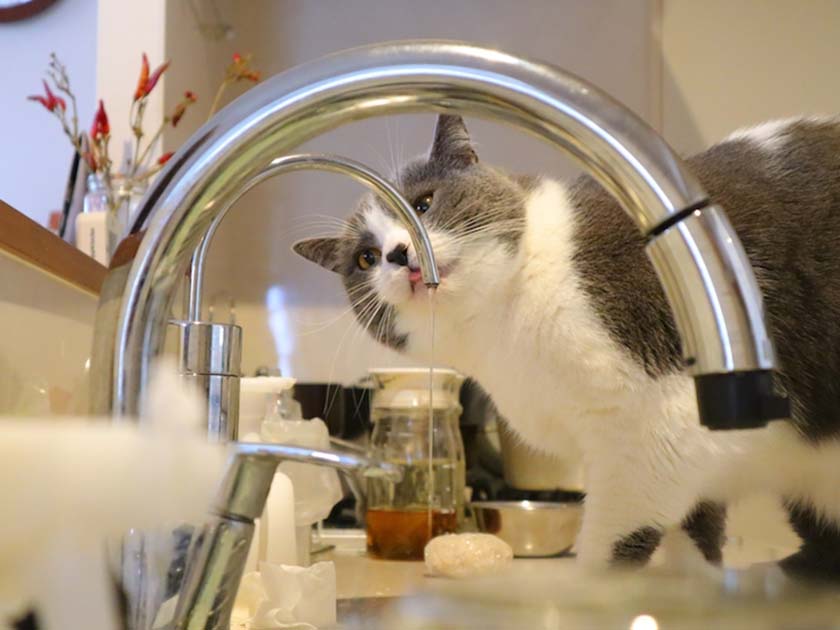 猫にたくさん水を飲んでもらうためには