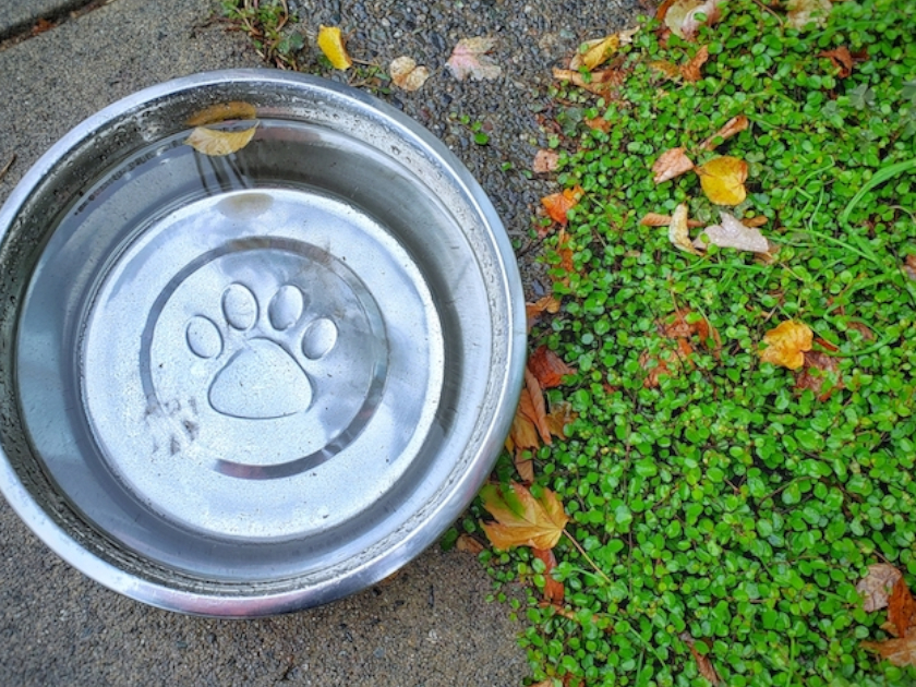 正常な犬の飲水量、尿量