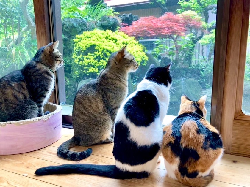 人気の和猫と会える！横須賀の「古民家和猫かふぇ」でほっこり