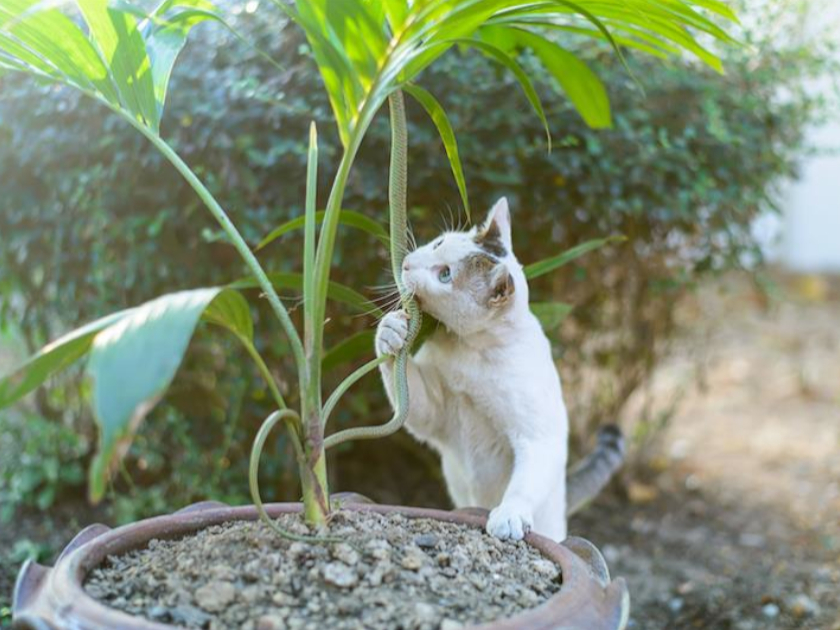 気をつけよう！猫が中毒を起こす危険な観葉植物たち