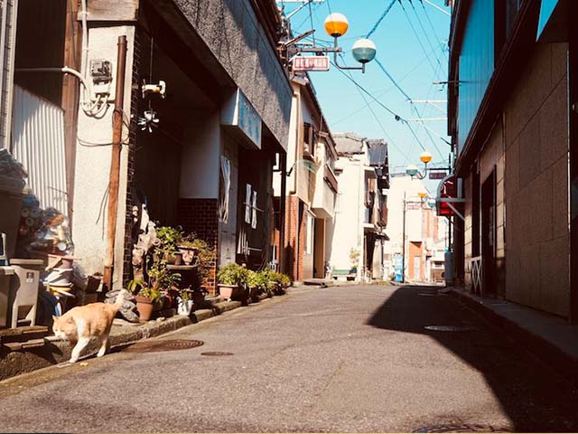 東京を散歩しながら猫の写真撮りまくり