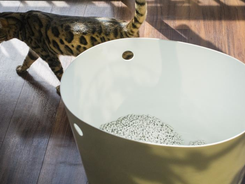 猫の不適切な排泄の原因と対策