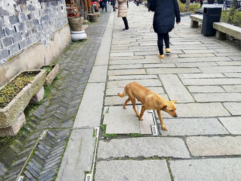 中国で開催されているライチ犬肉祭り