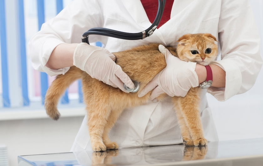 副反応は動物病院で対応可能