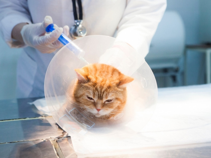 飼い猫のワクチン接種、定期的に行っていますか？