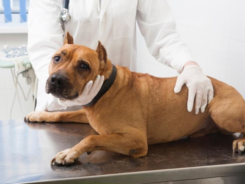 外耳炎悪化で長引くことも 知っておきたい犬の中耳炎と治療法