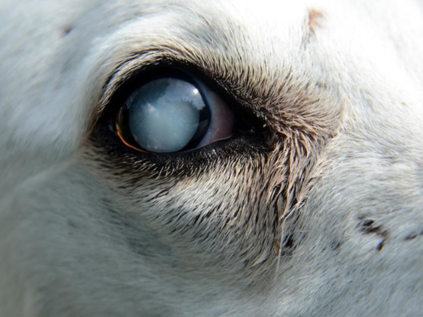 犬の目が白くなったら要注意！目の変化で気を付けるポイント