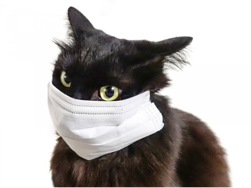 猫の慢性発咳、猫風邪・猫喘息