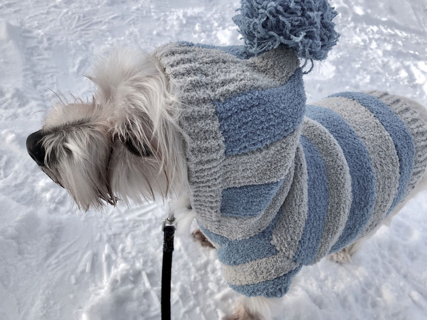 人間だけじゃない！寒い季節に起こりやすい犬の椎間板ヘルニア