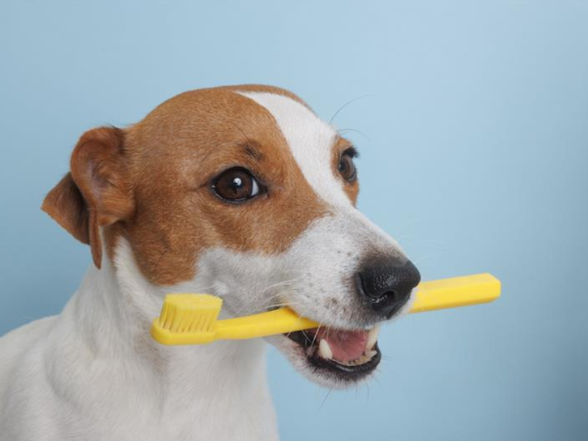 犬の歯周病を防げ！歯磨きやスケーリングで健康寿命を伸ばそう