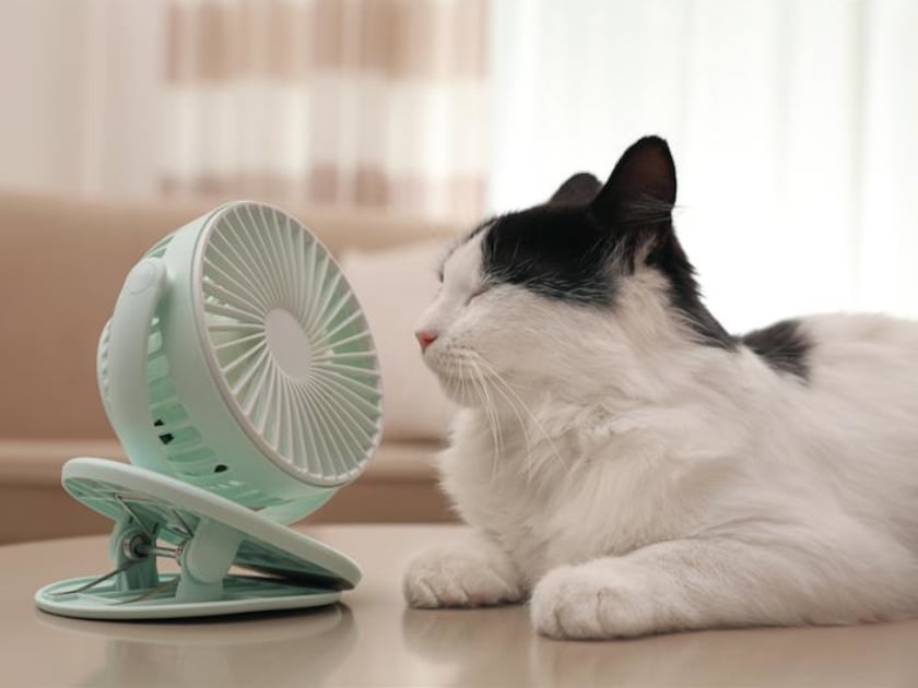 猫だって熱中症になる！お部屋の暑さ対策してますか？