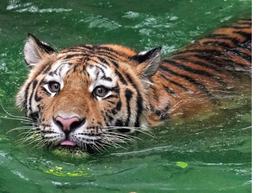 お気に入りの「ほぼねこ」は?
