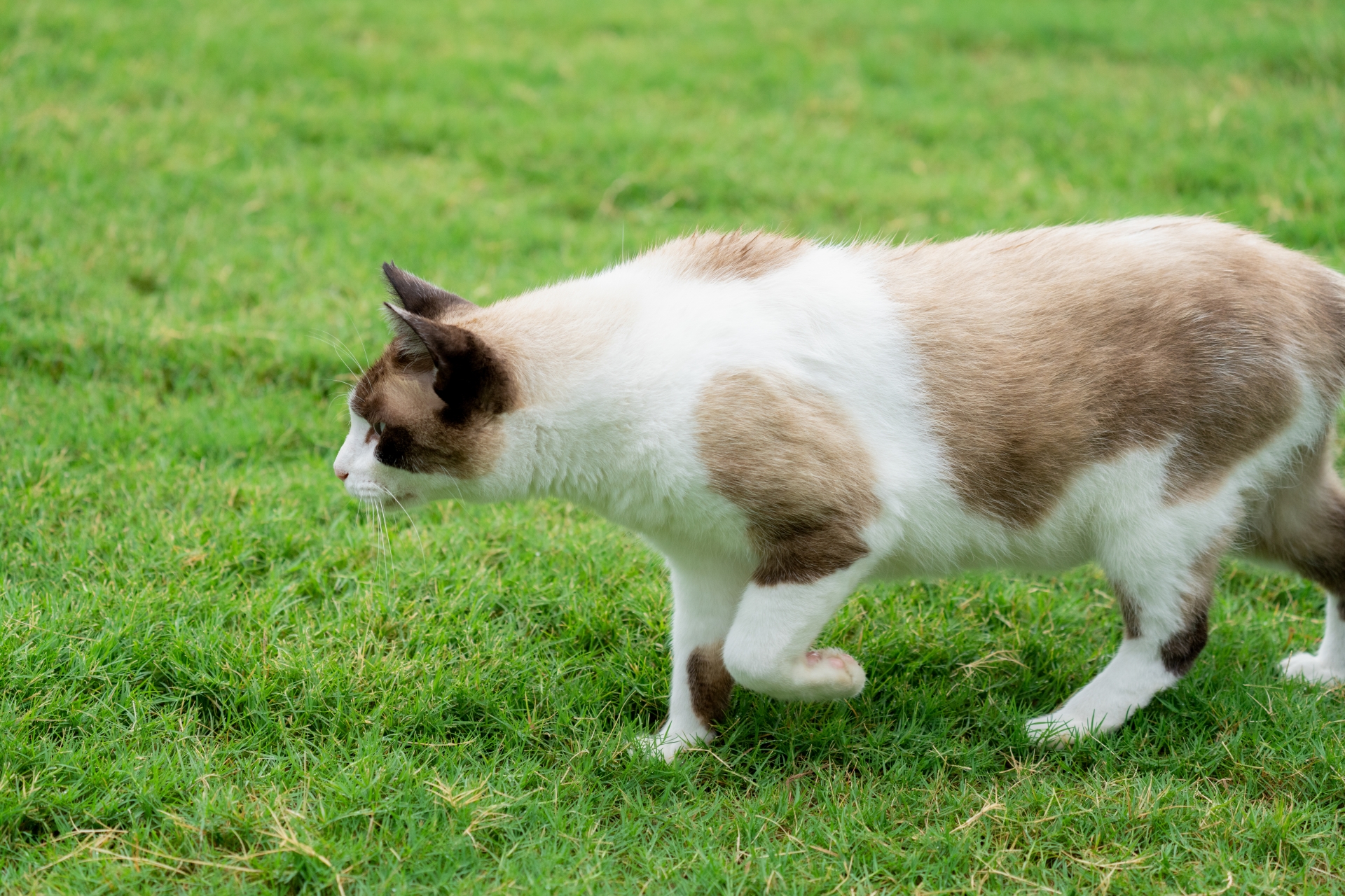 犬と猫の関節を守るために獣医が教えるサプリメントの活用法
