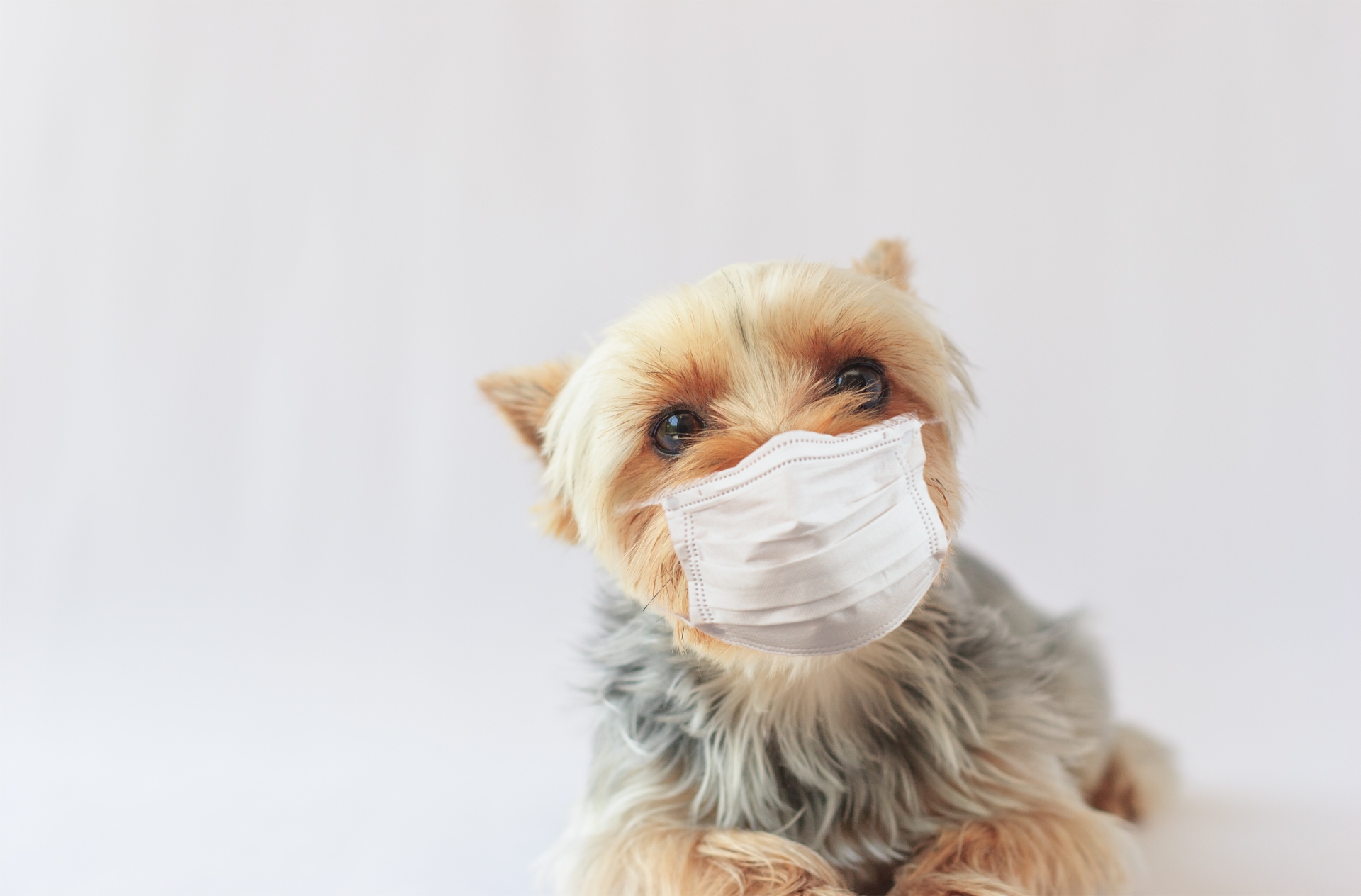 犬にも花粉症がある!獣医が教える治療と対策
