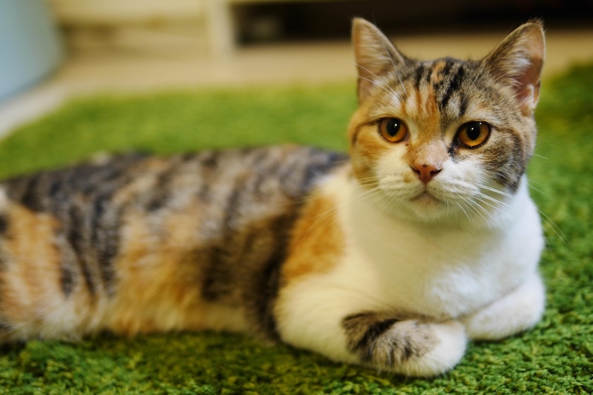 三毛猫の謎をついに解明！毛色を決める遺伝子を発見
