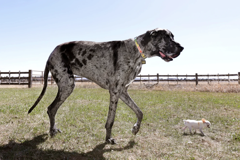 ギネス記録を持つ世界一背の高い犬と低い犬が夢の対面！