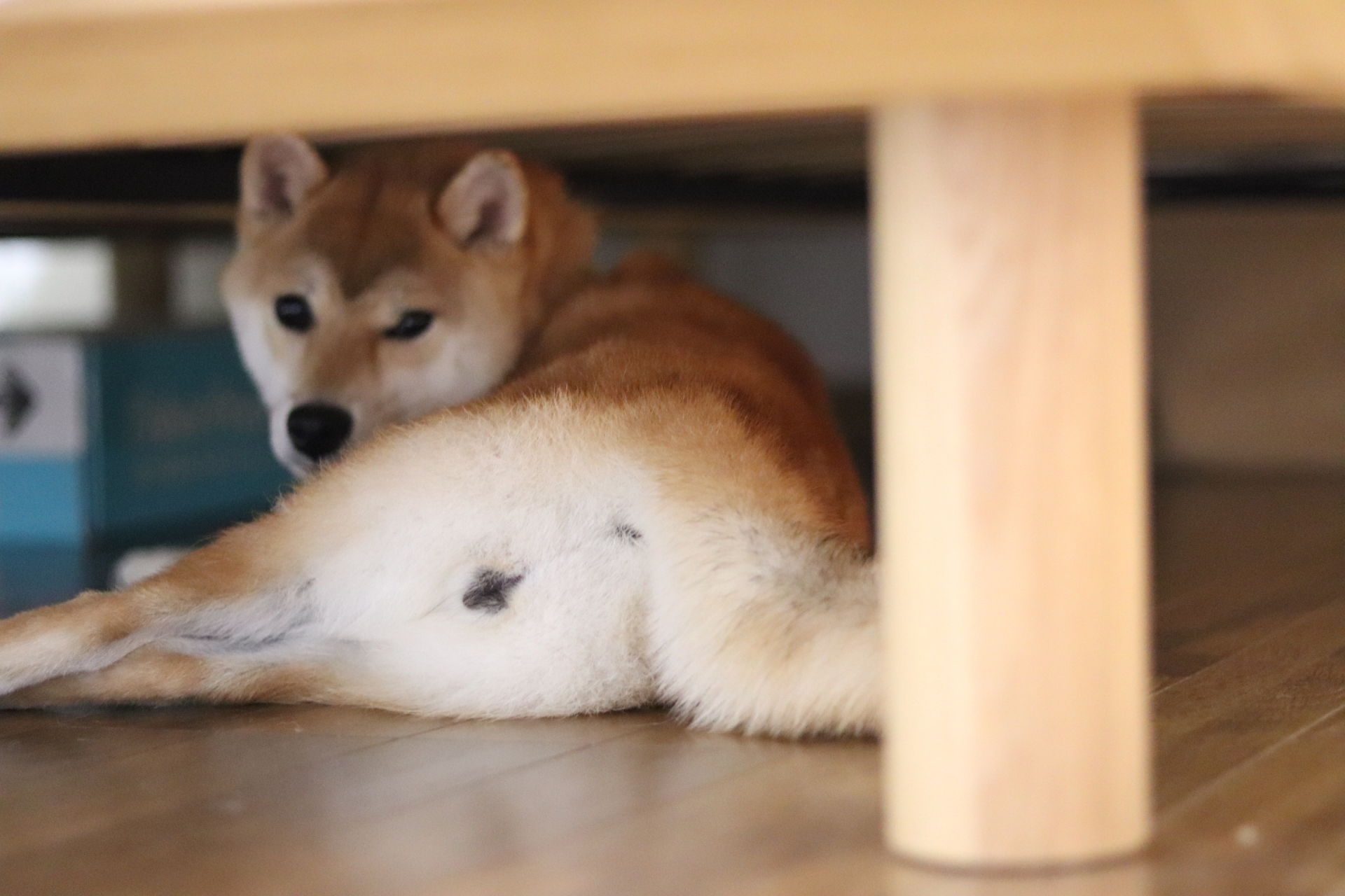 肛門腺絞りのやりかた