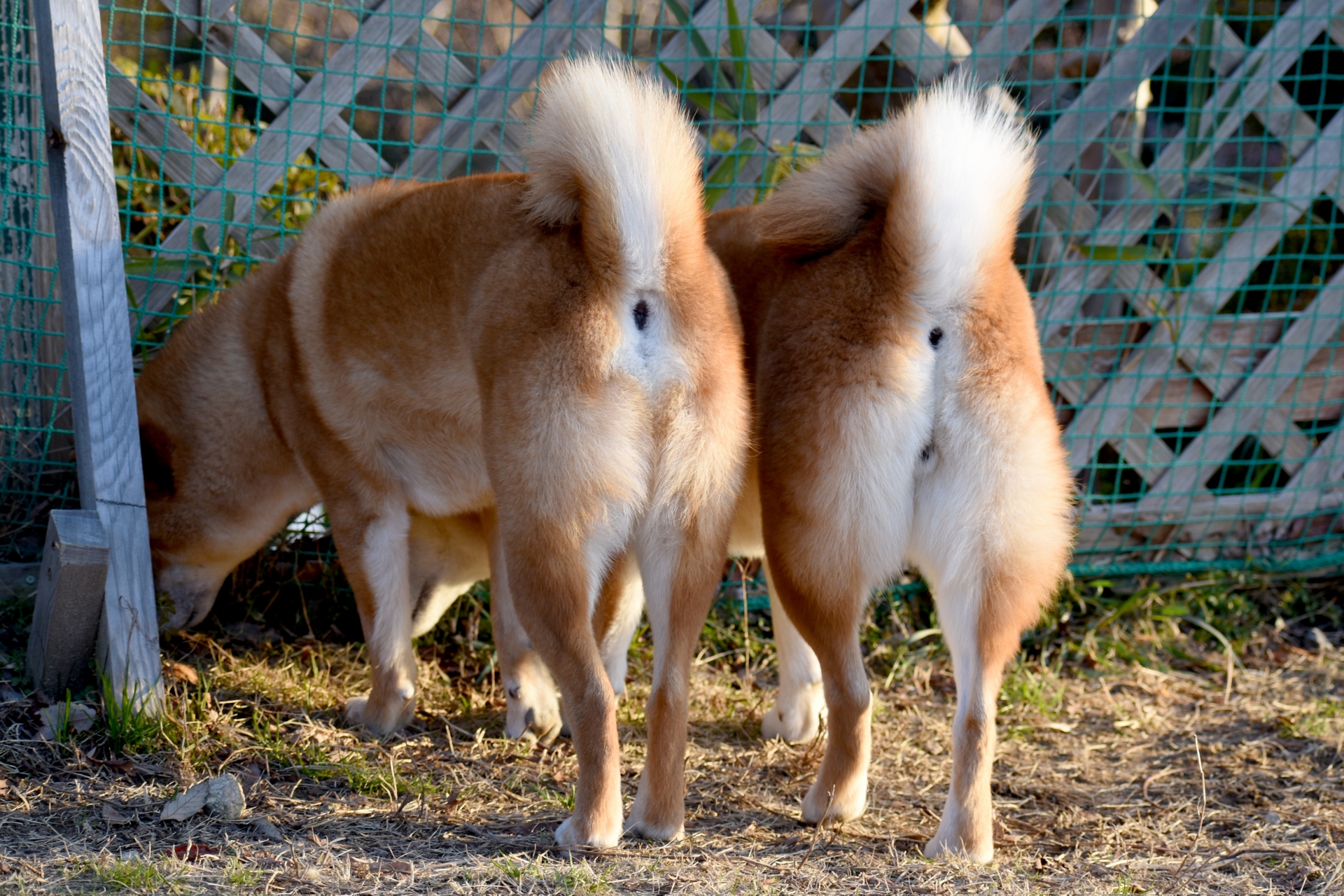 犬の肛門腺絞りが定期的に必要な理由とできなかった時の対処法