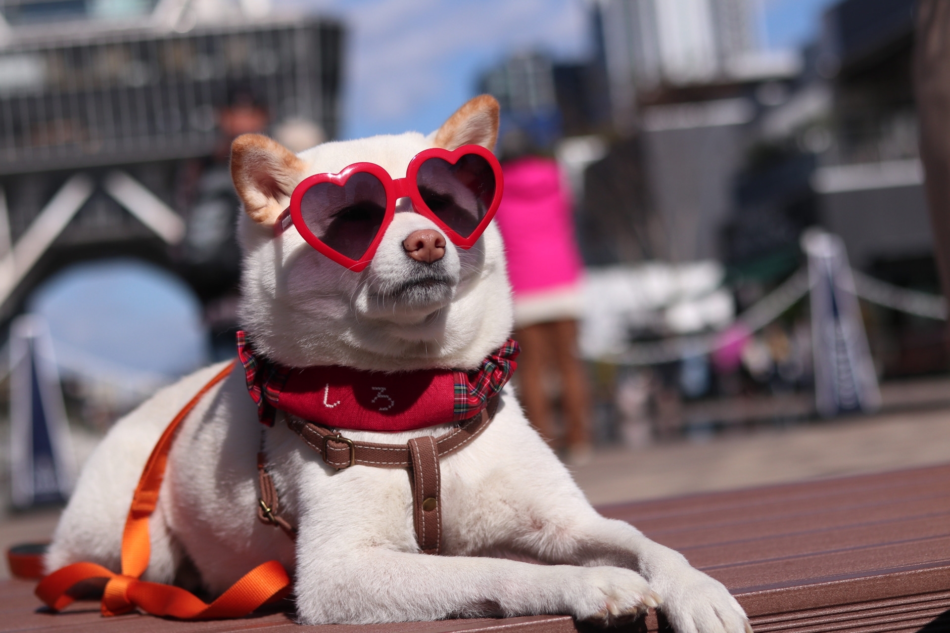 犬も日焼けする？！外出時に気をつけたいワンコの紫外線対策