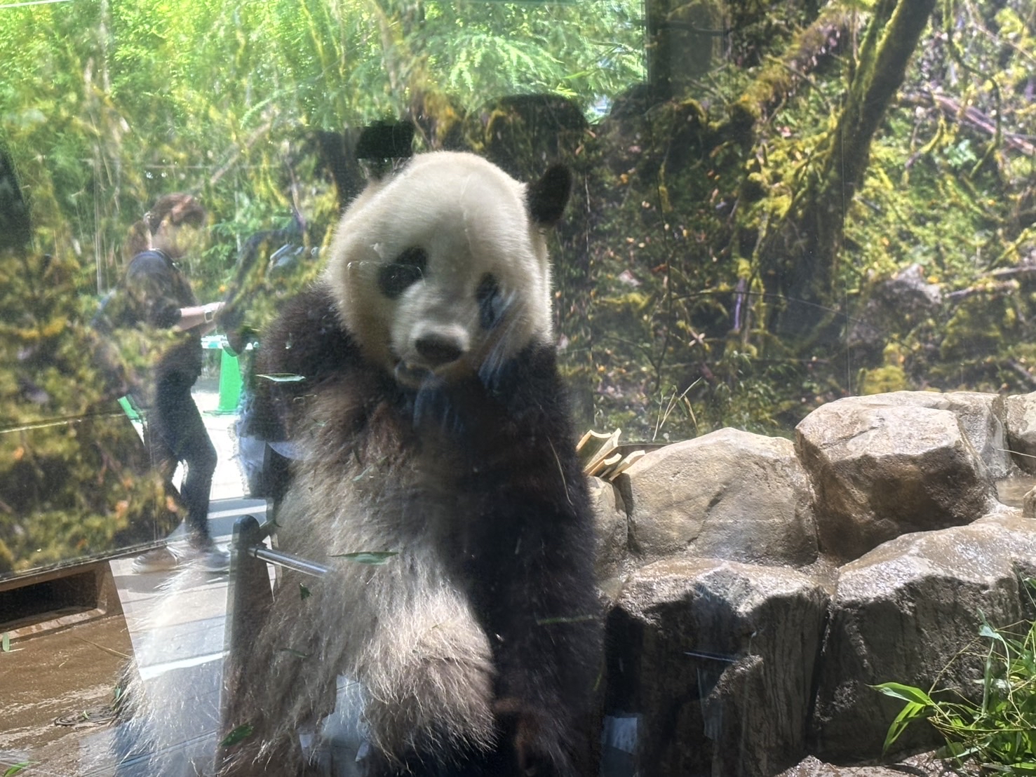 ジャイアントパンダは上野の2頭のみに