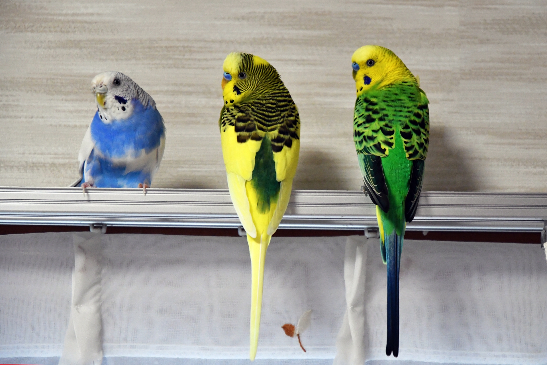 セキセイインコに言葉を覚えさせるコツ
