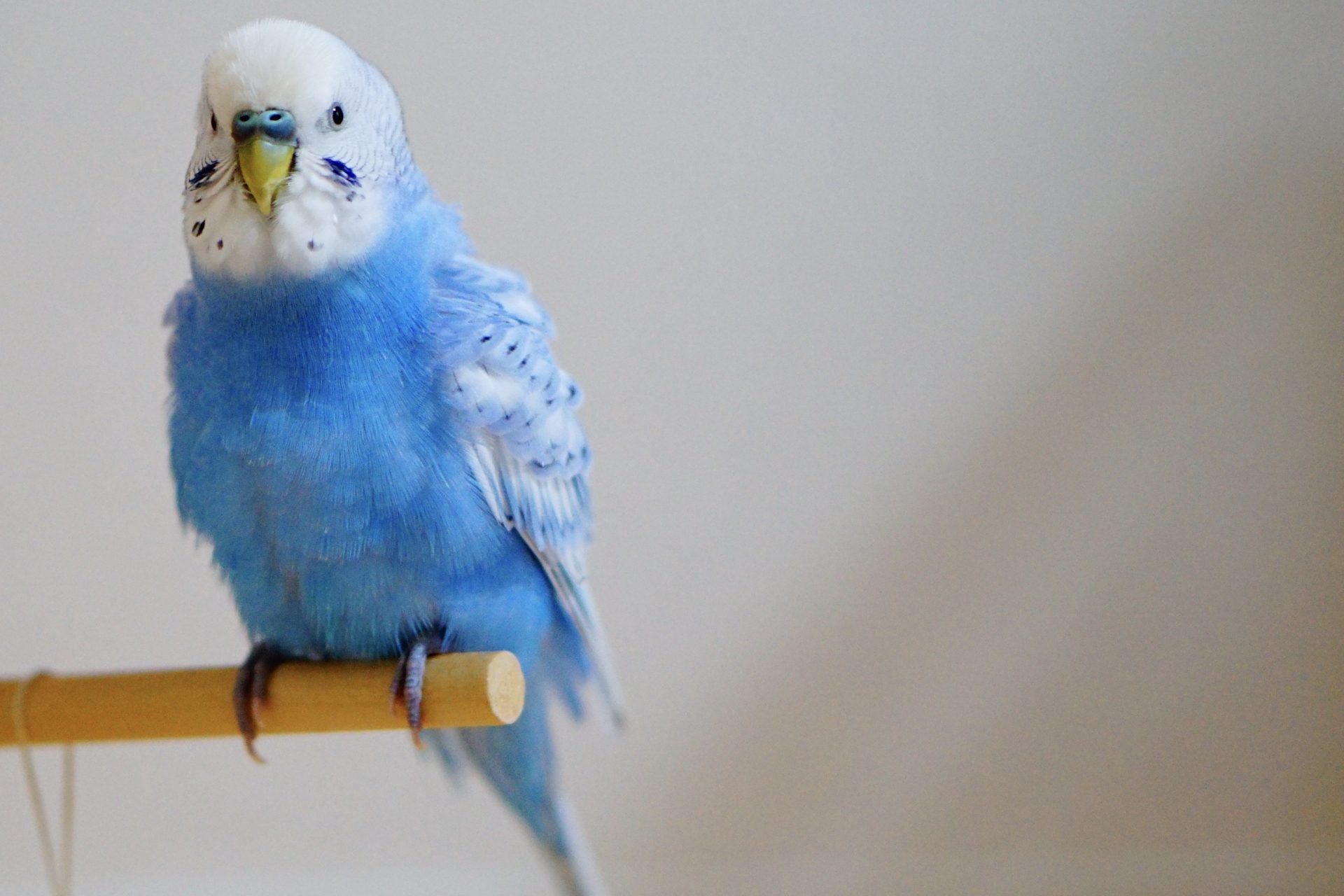 ラジオのリスナーから届いたインコの仰天エピソード