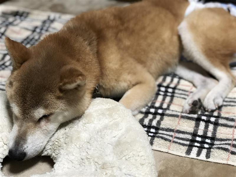 シニア犬と夏を過ごすために 獣医師が教える高齢犬ケアのコツ
