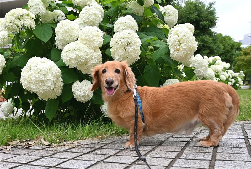 ワンちゃんとの移動中の危険と対策
