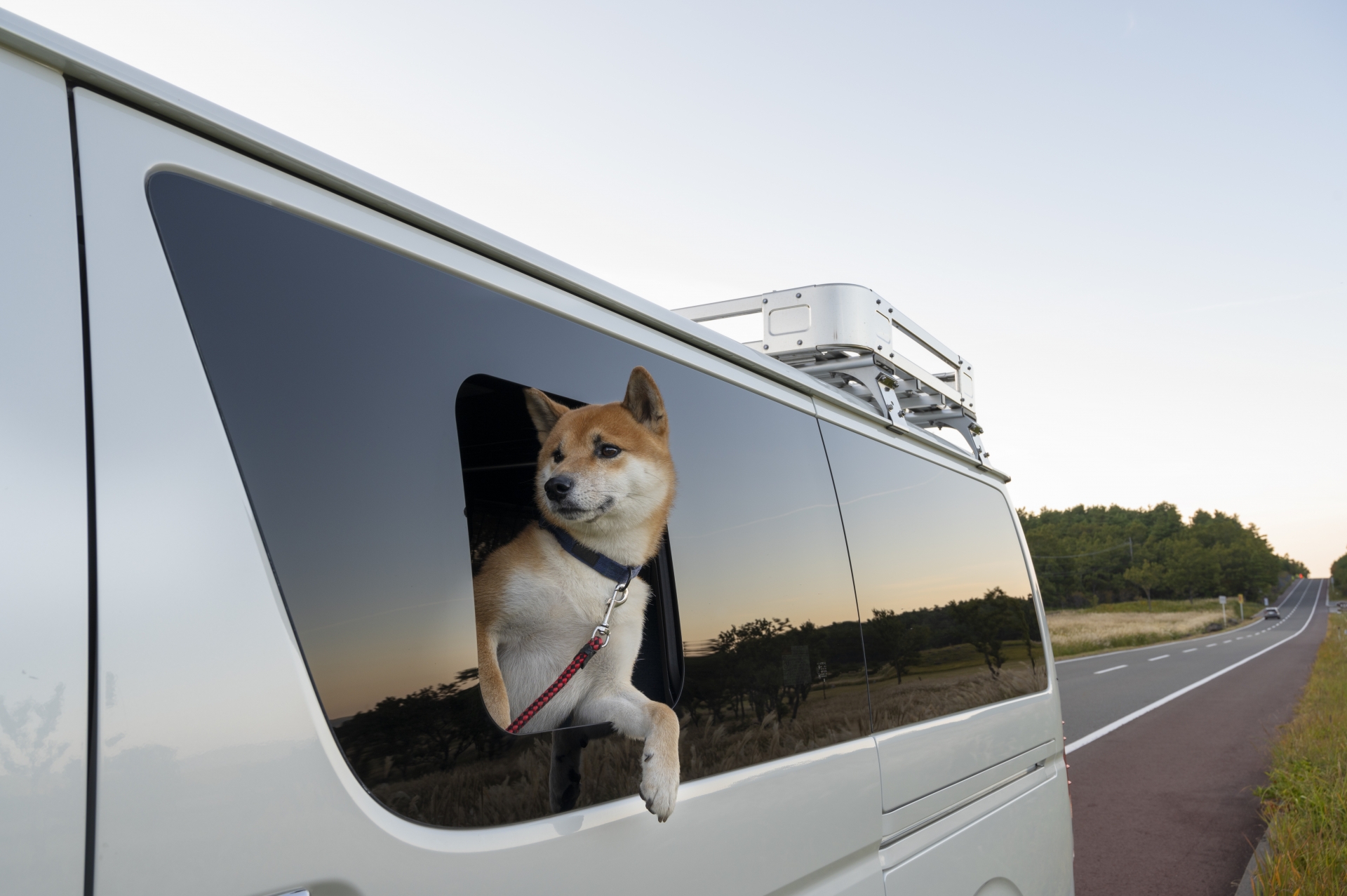 脱走や熱中症のリスクも 犬のお出かけ時の注意点〜移動編〜