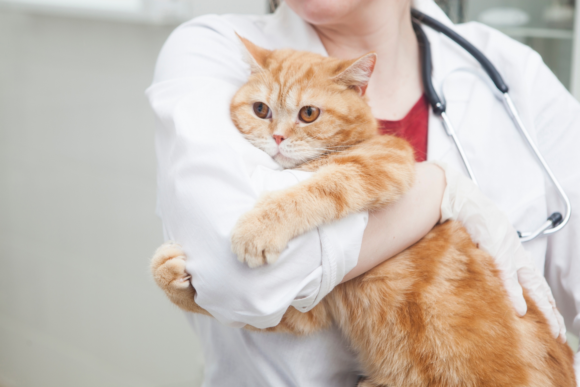 異常を感じたら早めに動物病院へ