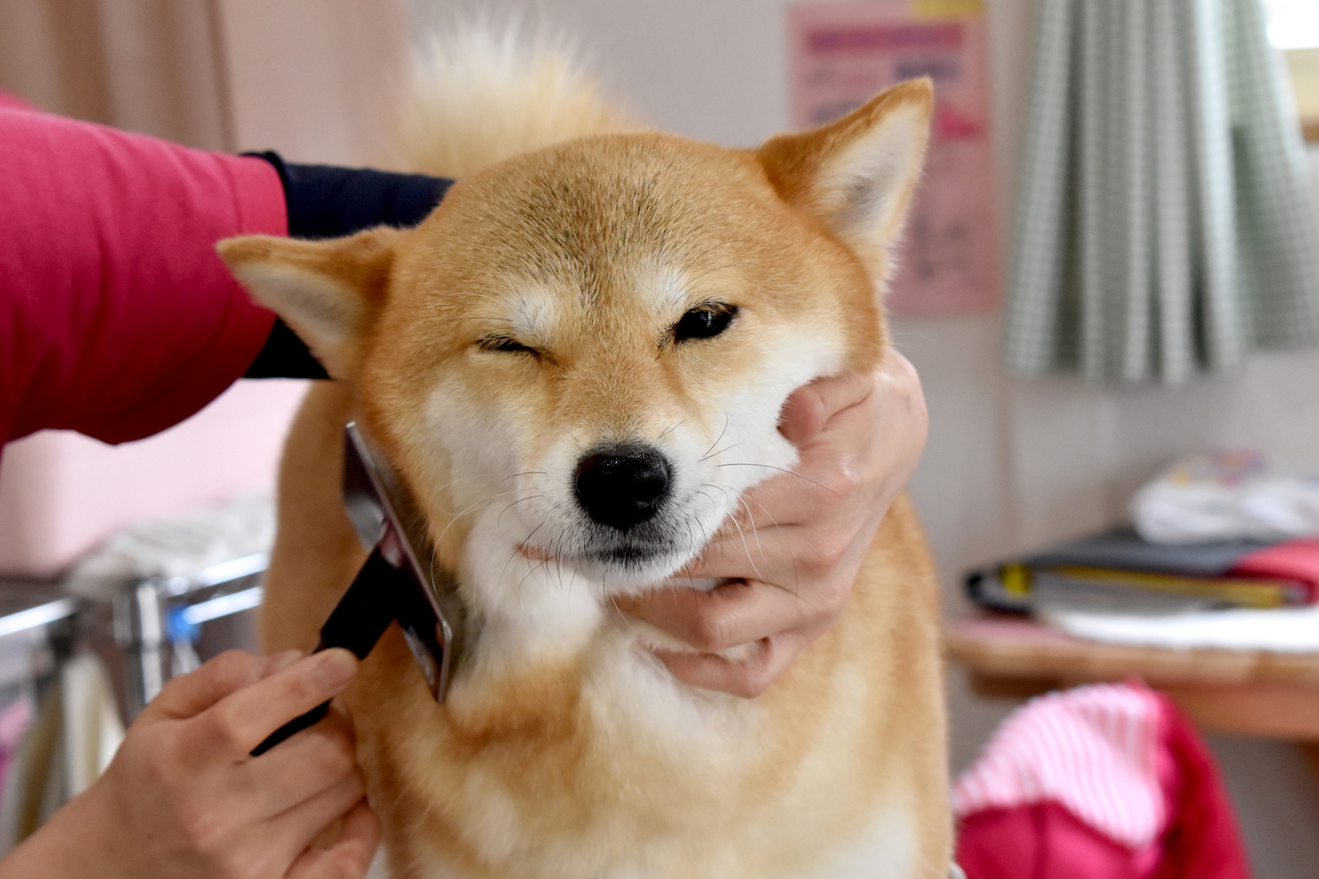 ペットの抜け毛対策は「快適と健康」への第一歩