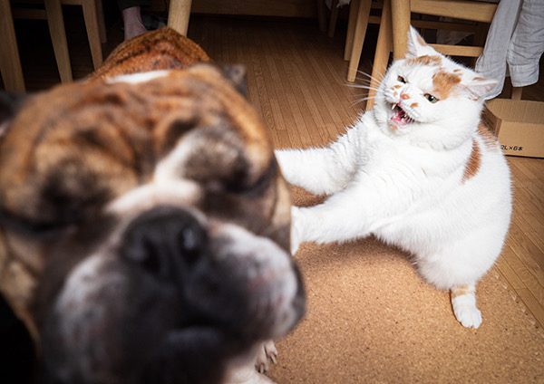お父さんを殴る猫に首ったけ