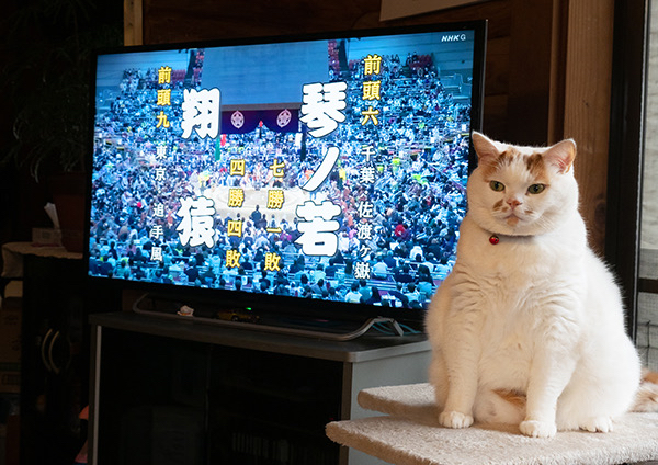 メイ先輩とは？