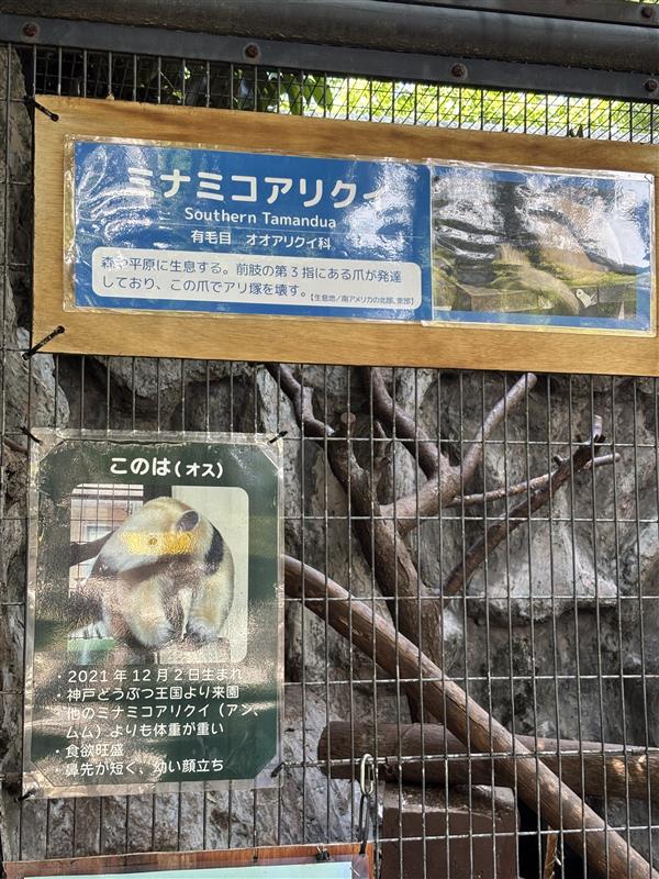 ベストを着ている！？ミナミコアリクイ