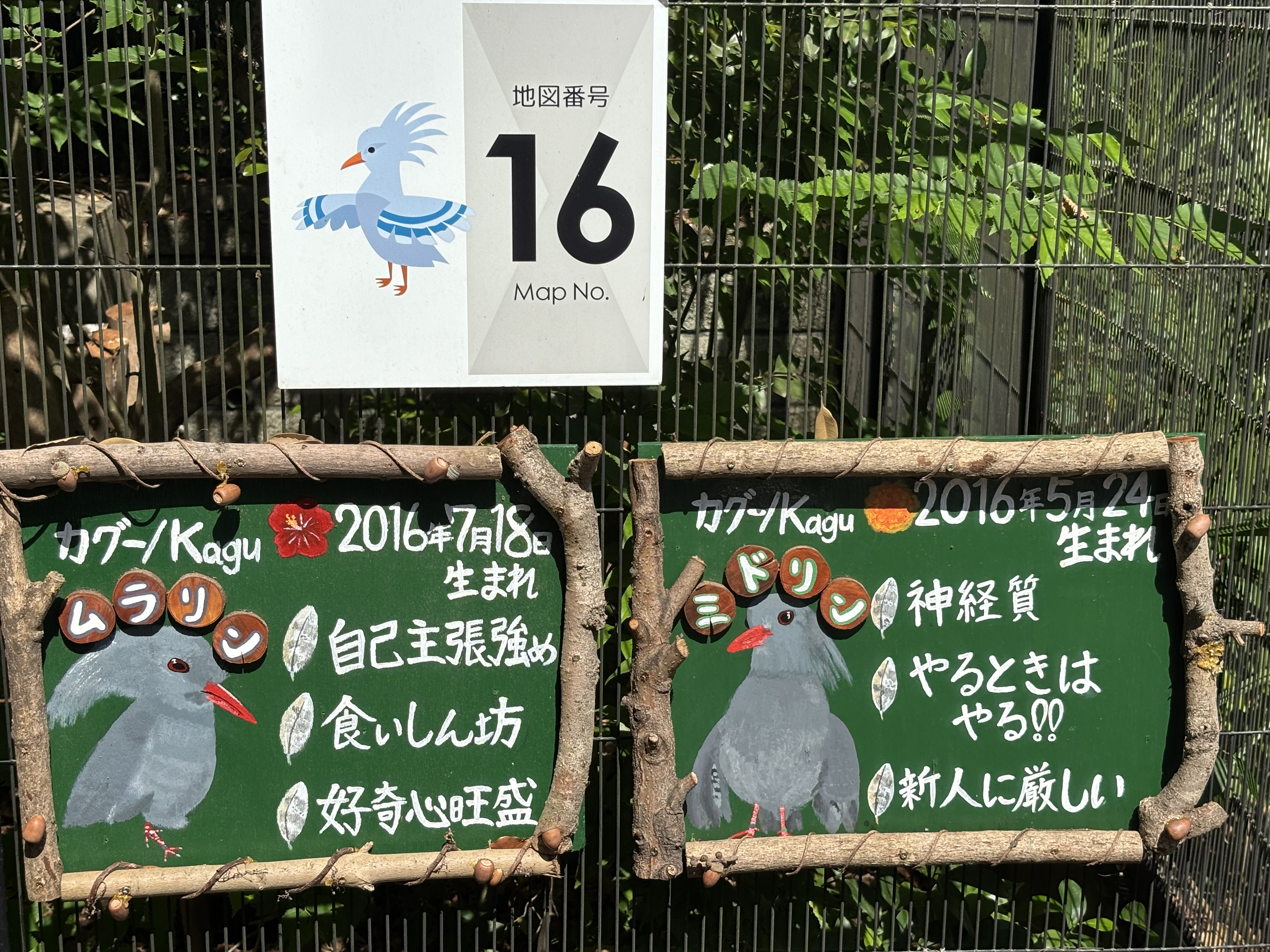 もう１つの推し「カグー」