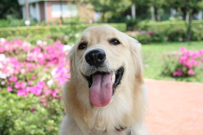 犬の嗅覚で人間のパーキンソン病を察知？新研究の成果