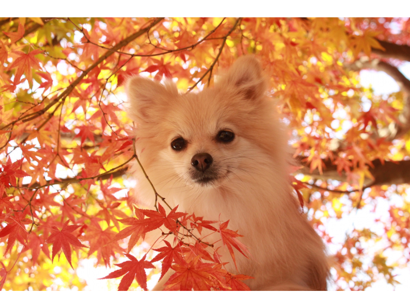 獣医がおすすめする「秋の健康診断」