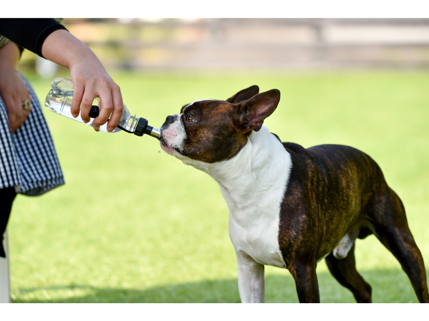 ペットの水分不足に注意！秋冬に使える飲水アイテム