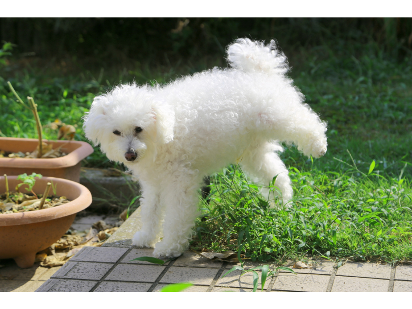 尿が病気を教えてくれるかも？犬のおしっこの色を毎日チェック！
