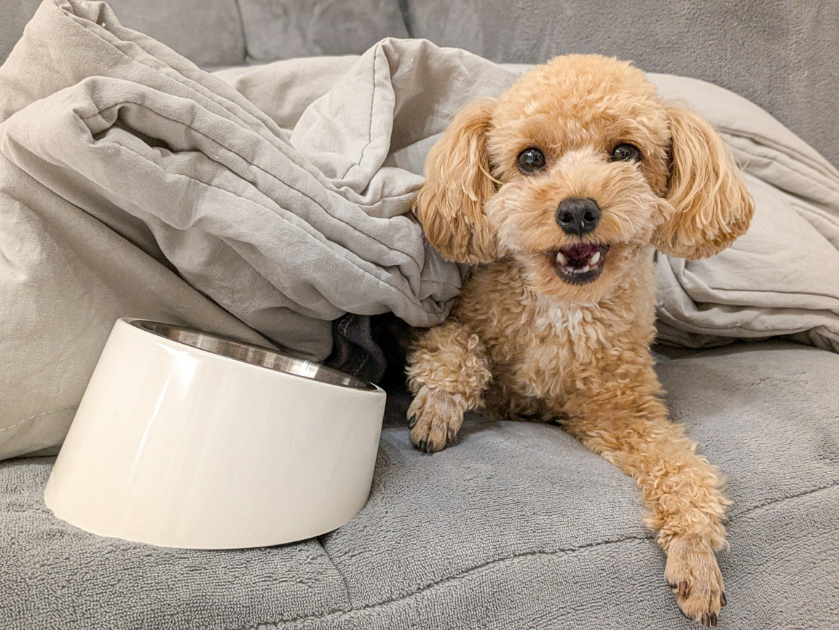 犬の食糞には理由がある！原因を特定して対策しよう