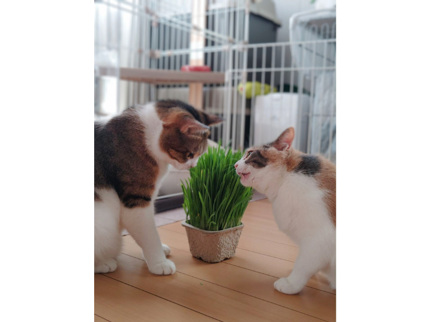 猫草をあげる時の注意点