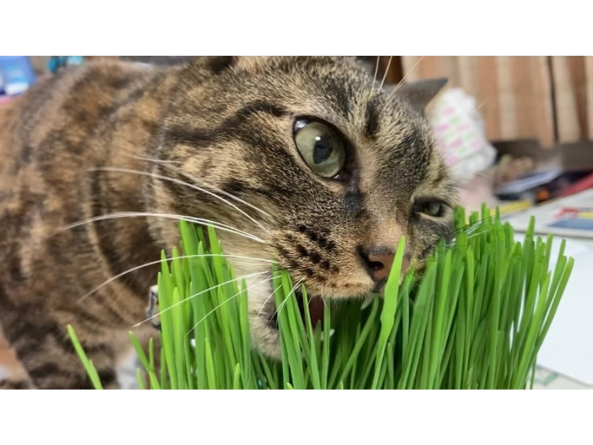 猫草は絶対必要？猫草の効果と注意点を知っておこう